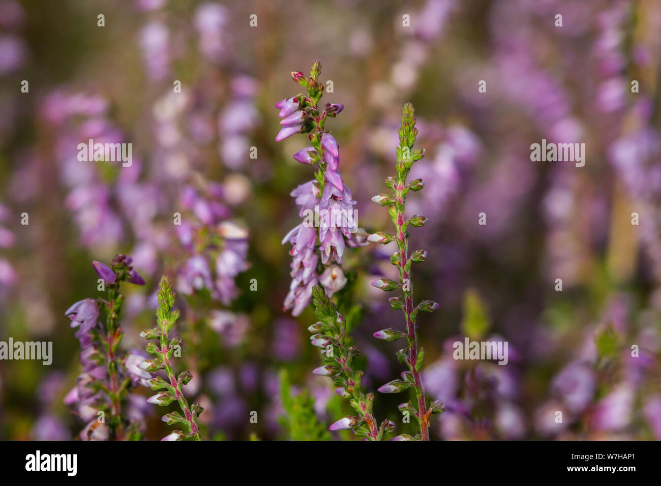 Calluna vulgaris (heather / Heidekraut) Stock Photo