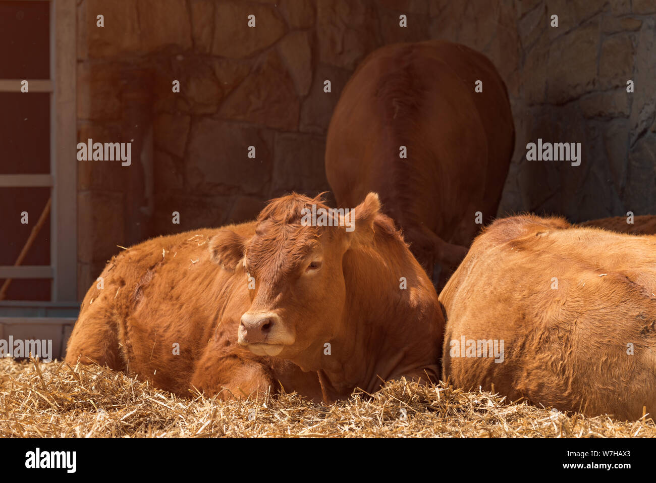 Red holstein friesian cow on livestock dairy farm, domestic animals husbandry Stock Photo