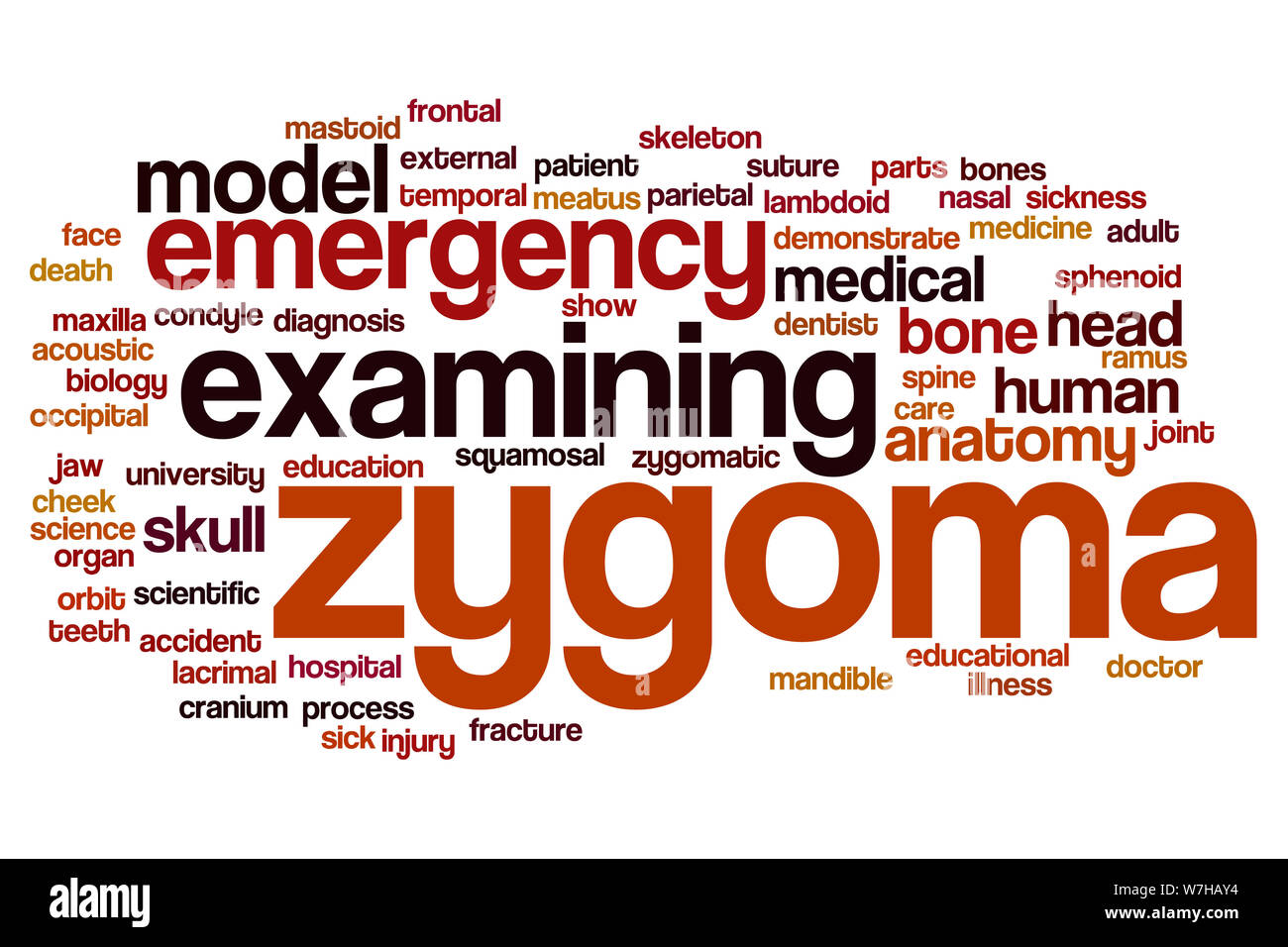 Zygoma word cloud concept Stock Photo