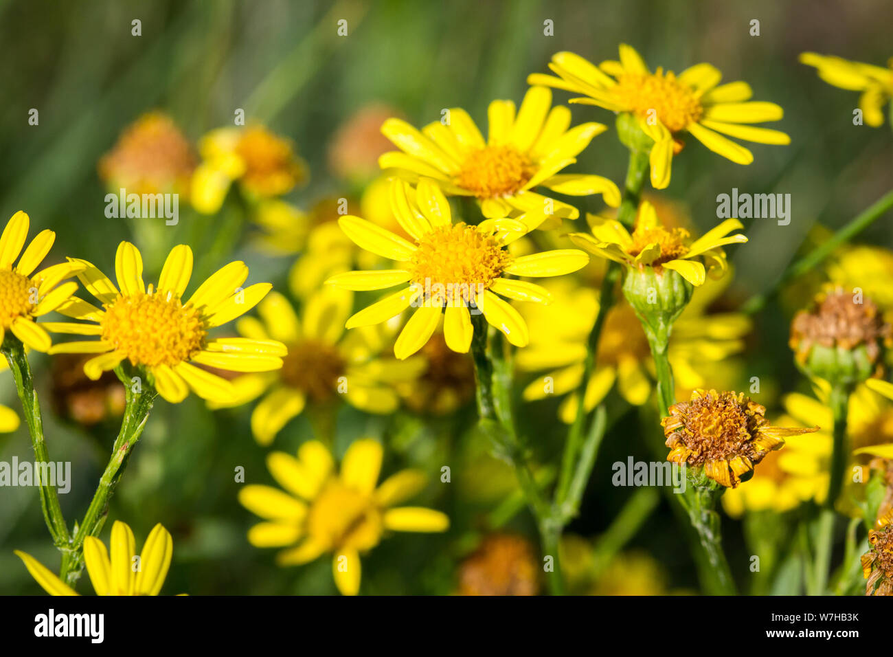 Jacobaea vulgaris (ragwort / Jakobskreuzkraut) Stock Photo