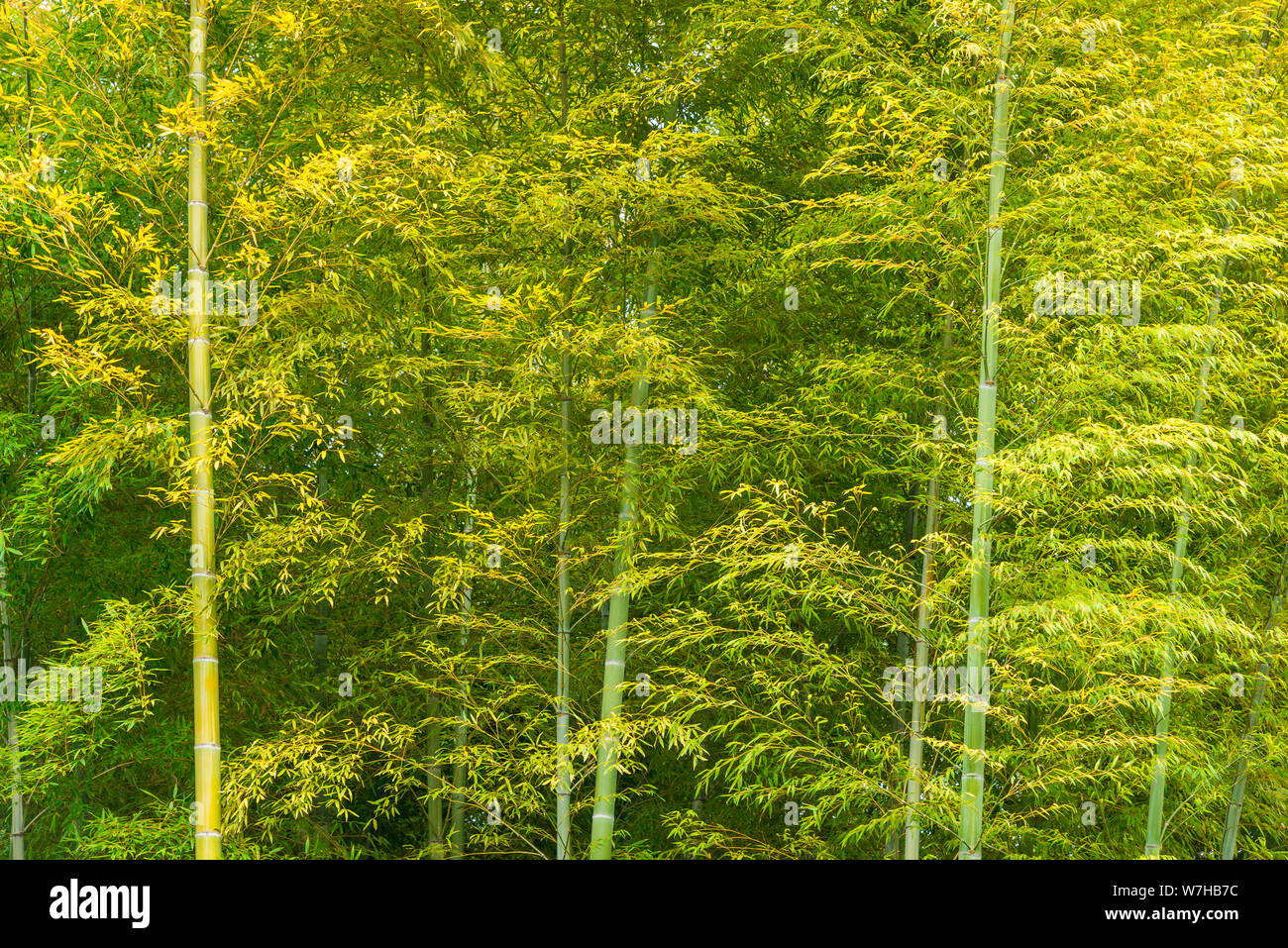 Green bamboo leaves and canes as background Stock Photo