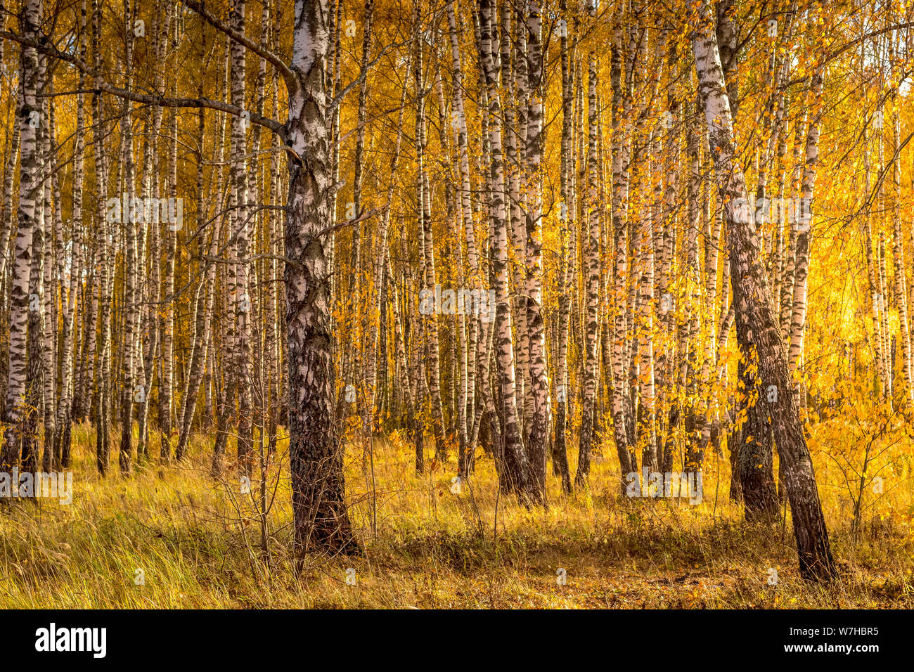 Yellow leaf fall in the birch forest in golden autumn. Landscape with ...