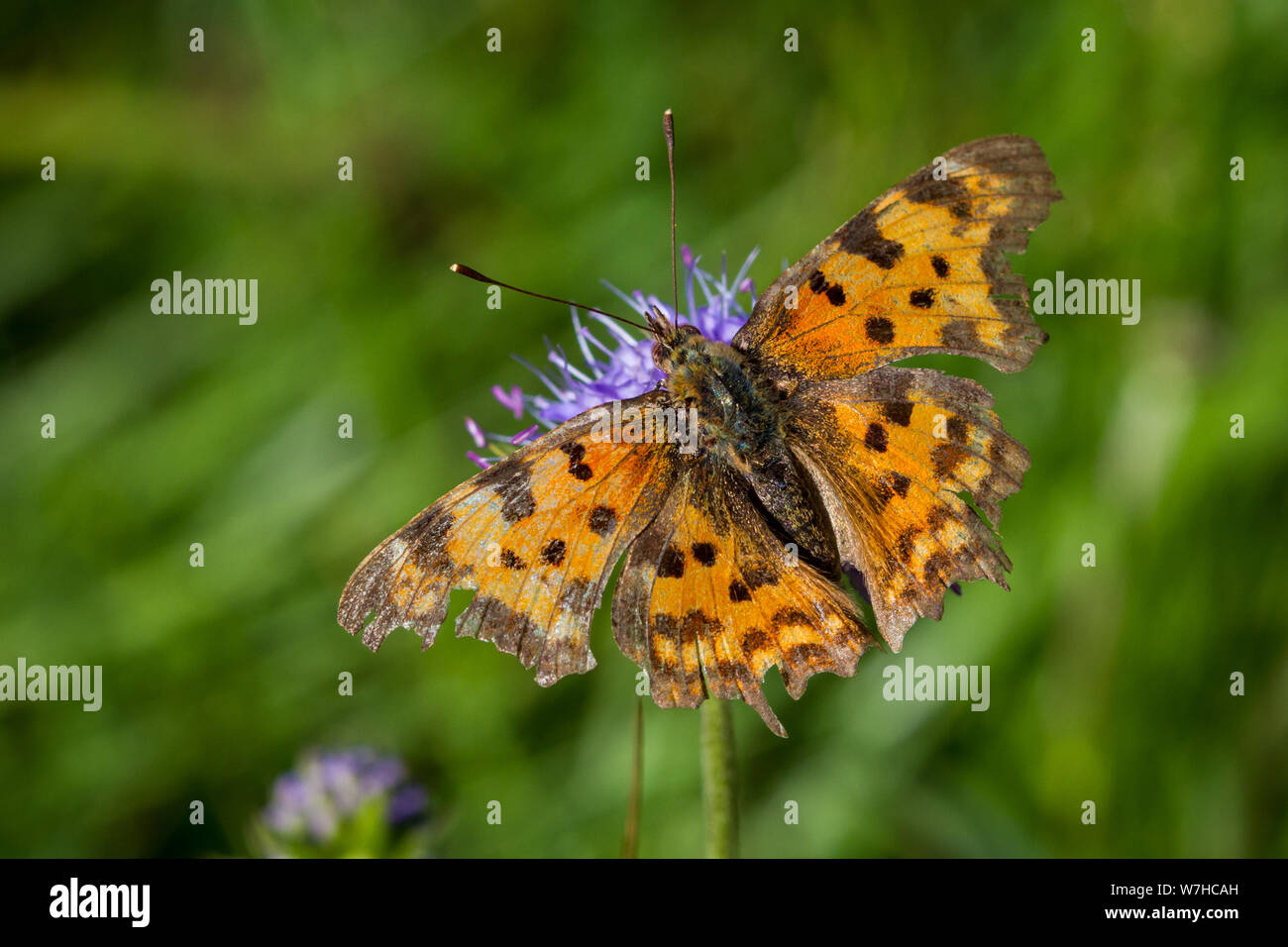 Lepidoptera Polygonia c-album (comma butterfly / Schmetterling C-Falter) Stock Photo