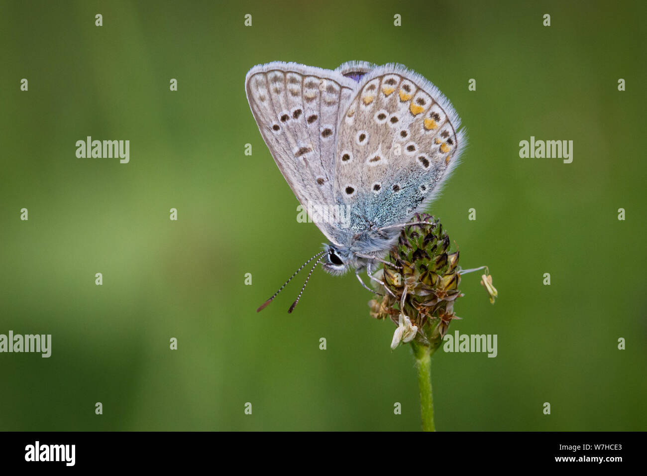 Lepidoptera Polyommatus icarus (common blue butterfly / Schmetterling ...