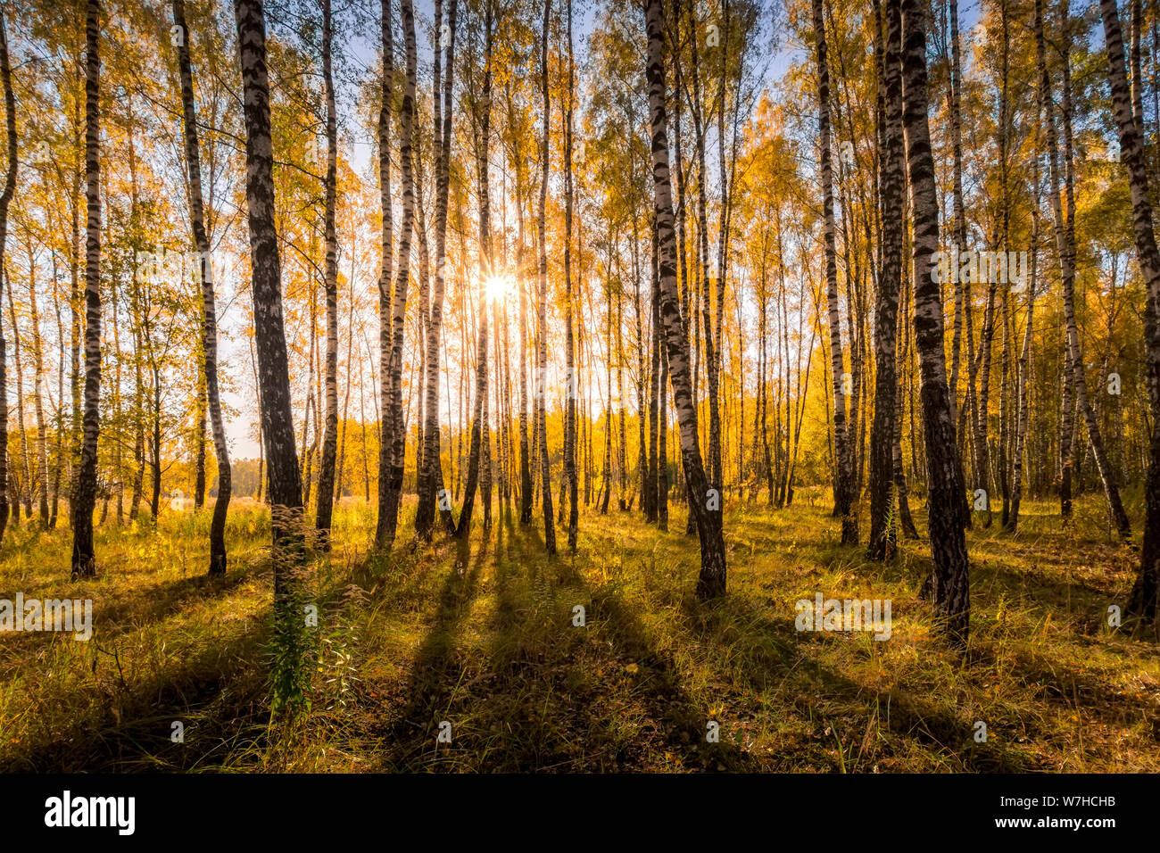 Yellow leaf fall in the birch forest in golden autumn on sunset ...