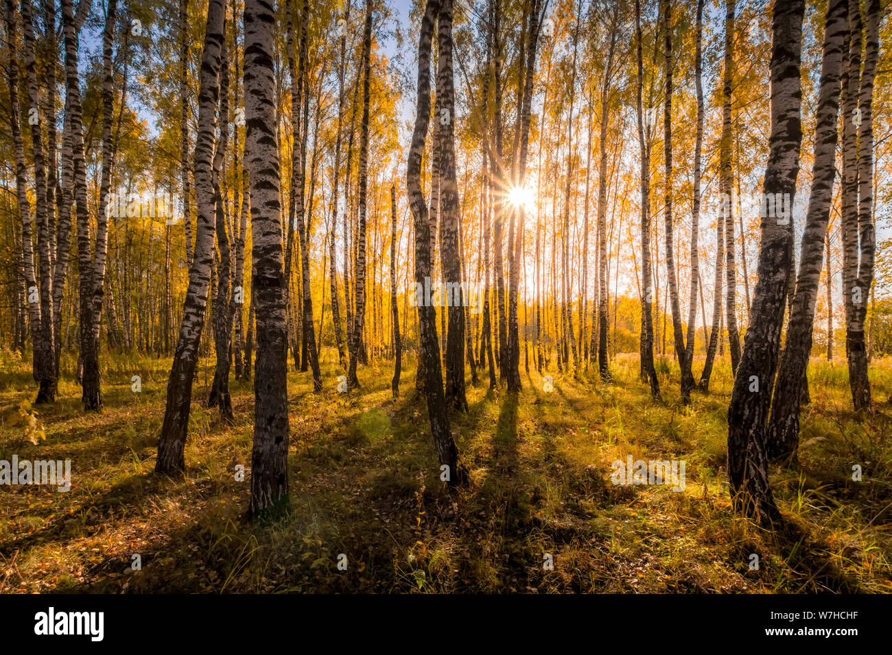 Yellow leaf fall in the birch forest in golden autumn on sunset ...