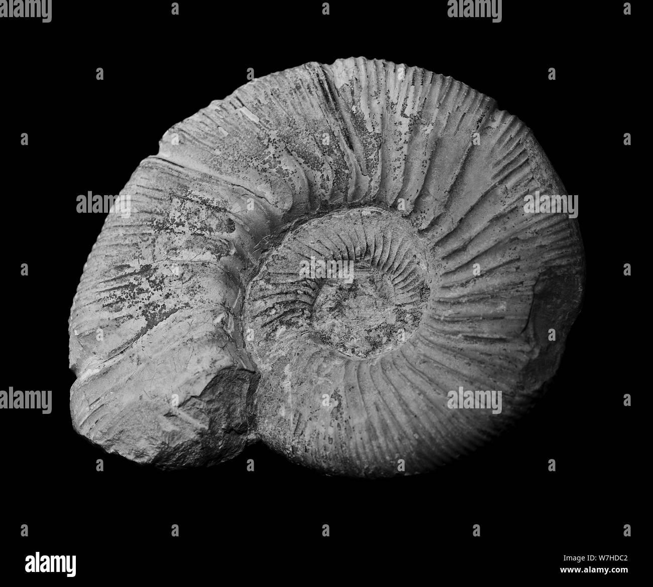 High contrast ammonit fossil as strong and wonderful background Stock Photo