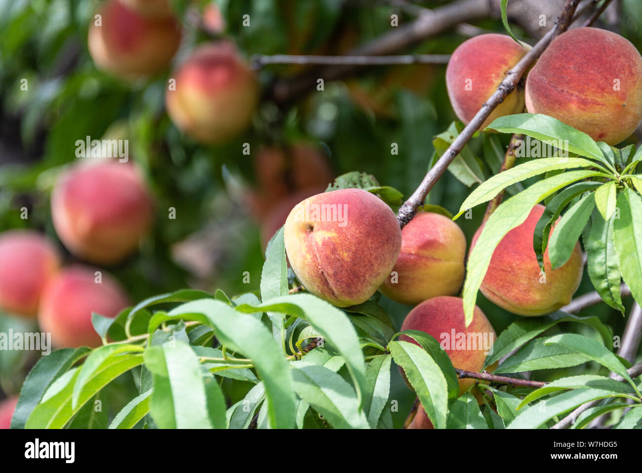 Ripe Georgia peaches ready for picking at an orchard in Vienna, Georgia. (USA) Stock Photo