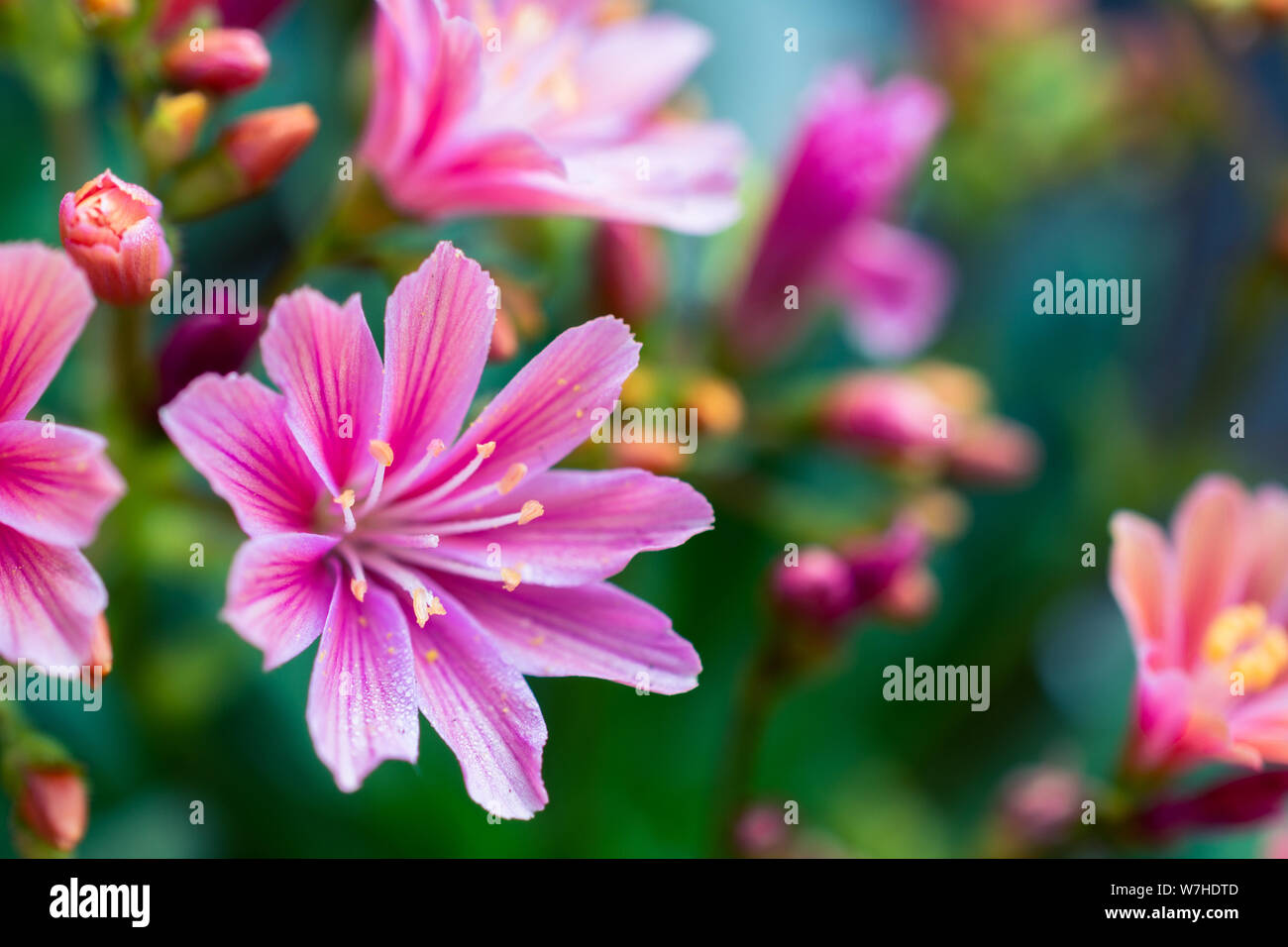 Lewisia plant, close-up of the pink flower Stock Photo