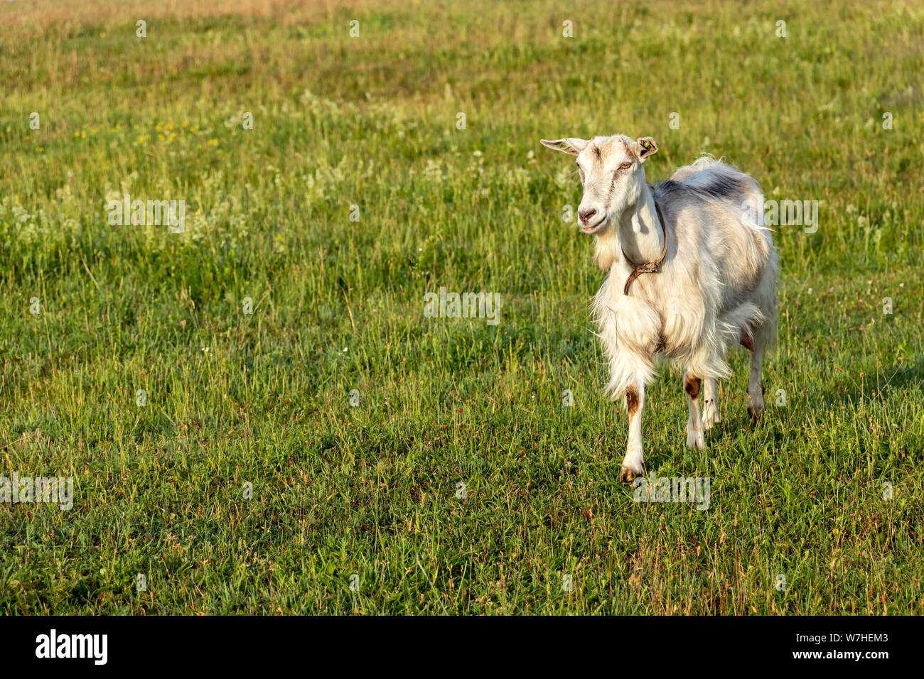 Goat female in sustainable organic farm with green fields under blue sky. White free range goat walking on the field Stock Photo