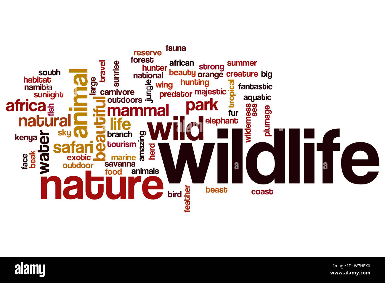 Wildlife text. Wildlife Words. Wildlife Word with photo.