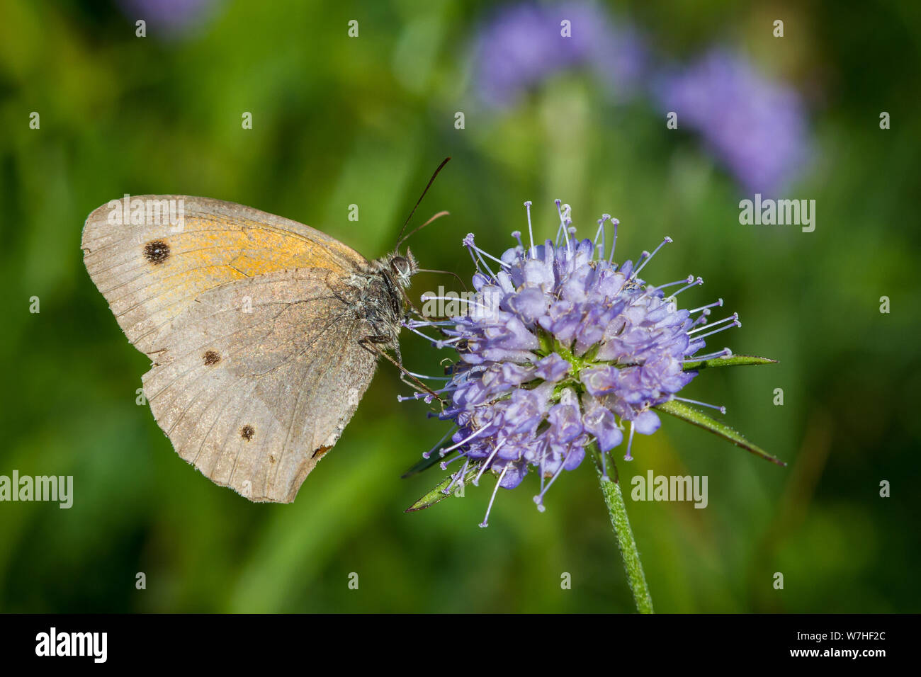 Lepidoptera Maniola jurtina (meadow brown butterfly / Schmetterling Großes Ochsenauge) Stock Photo
