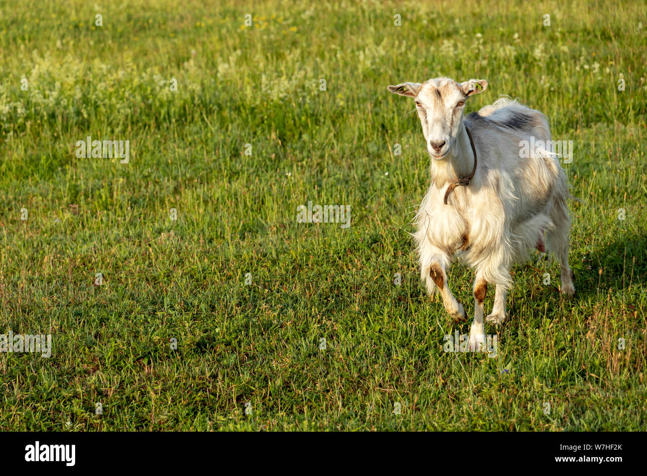 Goat Female In Sustainable Organic Farm With Green Fields Under Blue Sky White Free Range Goat Walking On The Field Stock Photo Alamy