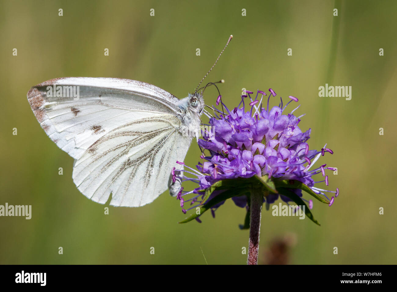 Lepidoptera Pieris brassicae (large cabbage white butterfly / Schmetterling Großer Kohlweißling) feeding Stock Photo