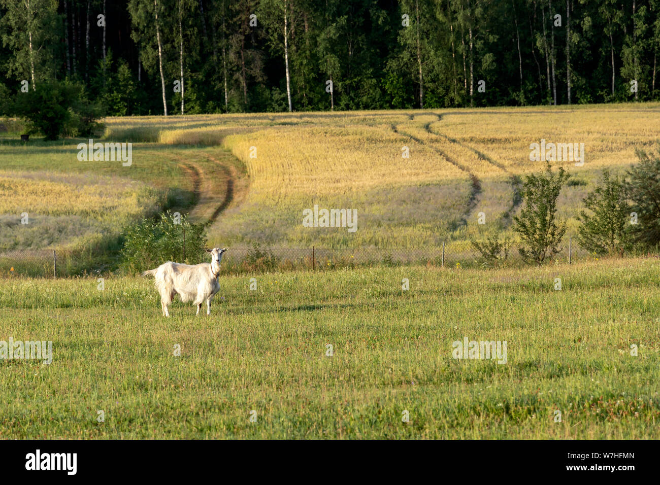 Goat female in sustainable organic farm with green fields under blue sky. White free range goat walking on the field Stock Photo