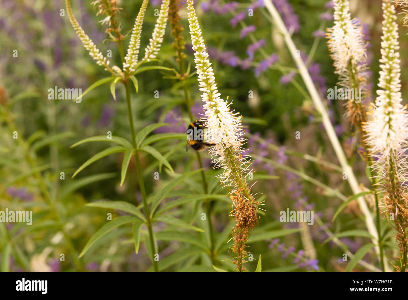 Bumblebee (Rhombus) collecting pollen in a garden Stock Photo
