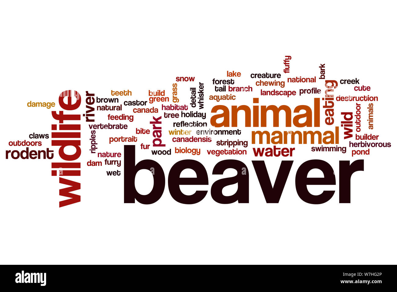 Beaver word cloud concept Stock Photo