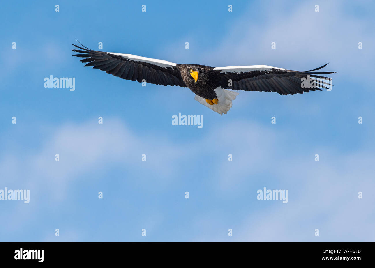 Adult Steller's sea eagle in flight. Front view. Scientific name ...