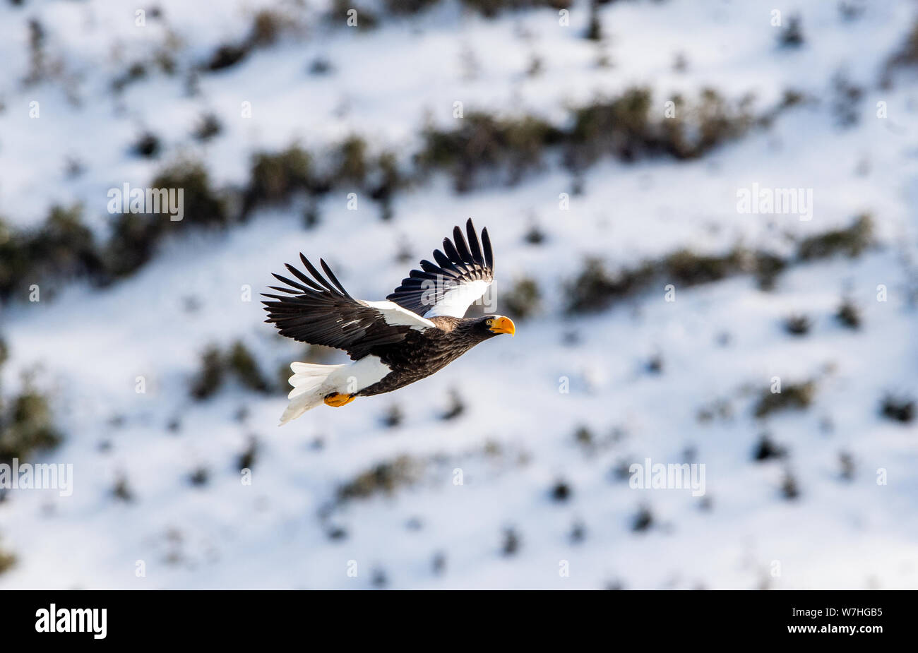 Adult Steller's sea eagle in flight.  Steller's sea eagle, Scientific name: Haliaeetus pelagicus. Winter season, natural habitat. Stock Photo