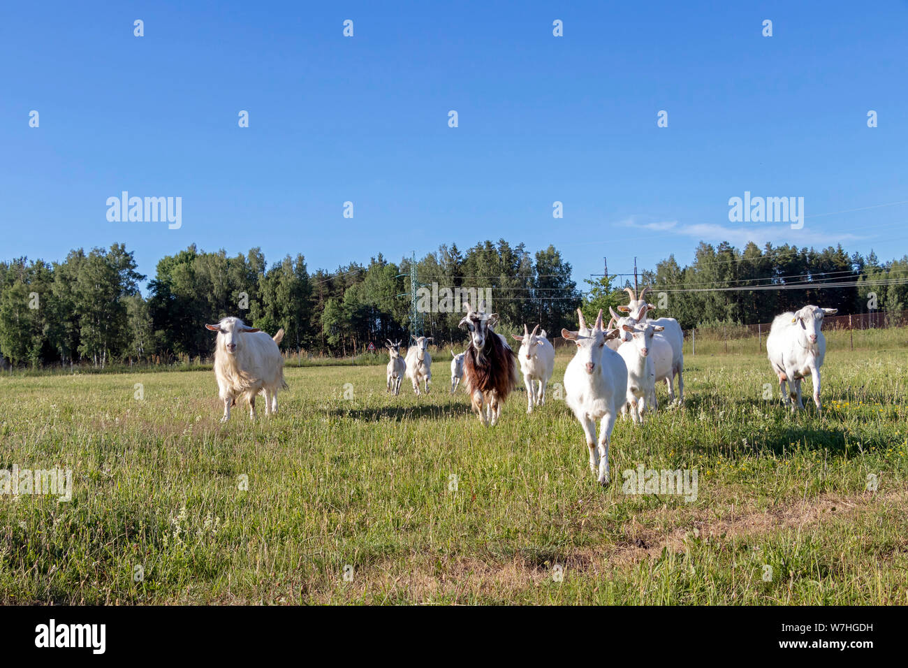 Goat family running in sustainable organic farm with green fields under blue sky Stock Photo