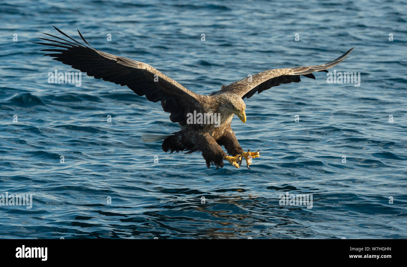 Adult White-tailed eagle fishing. Blue Ocean Background. Scientific name: Haliaeetus albicilla, also known as the ern, erne, gray eagle, Eurasian sea Stock Photo