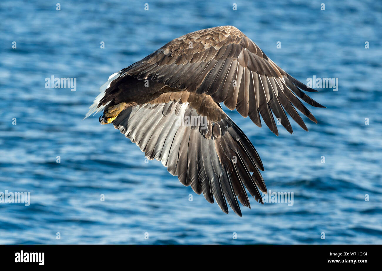 Adult White-tailed eagle fishing. Blue Ocean Background. Scientific name: Haliaeetus albicilla, also known as the ern, erne, gray eagle, Eurasian sea Stock Photo