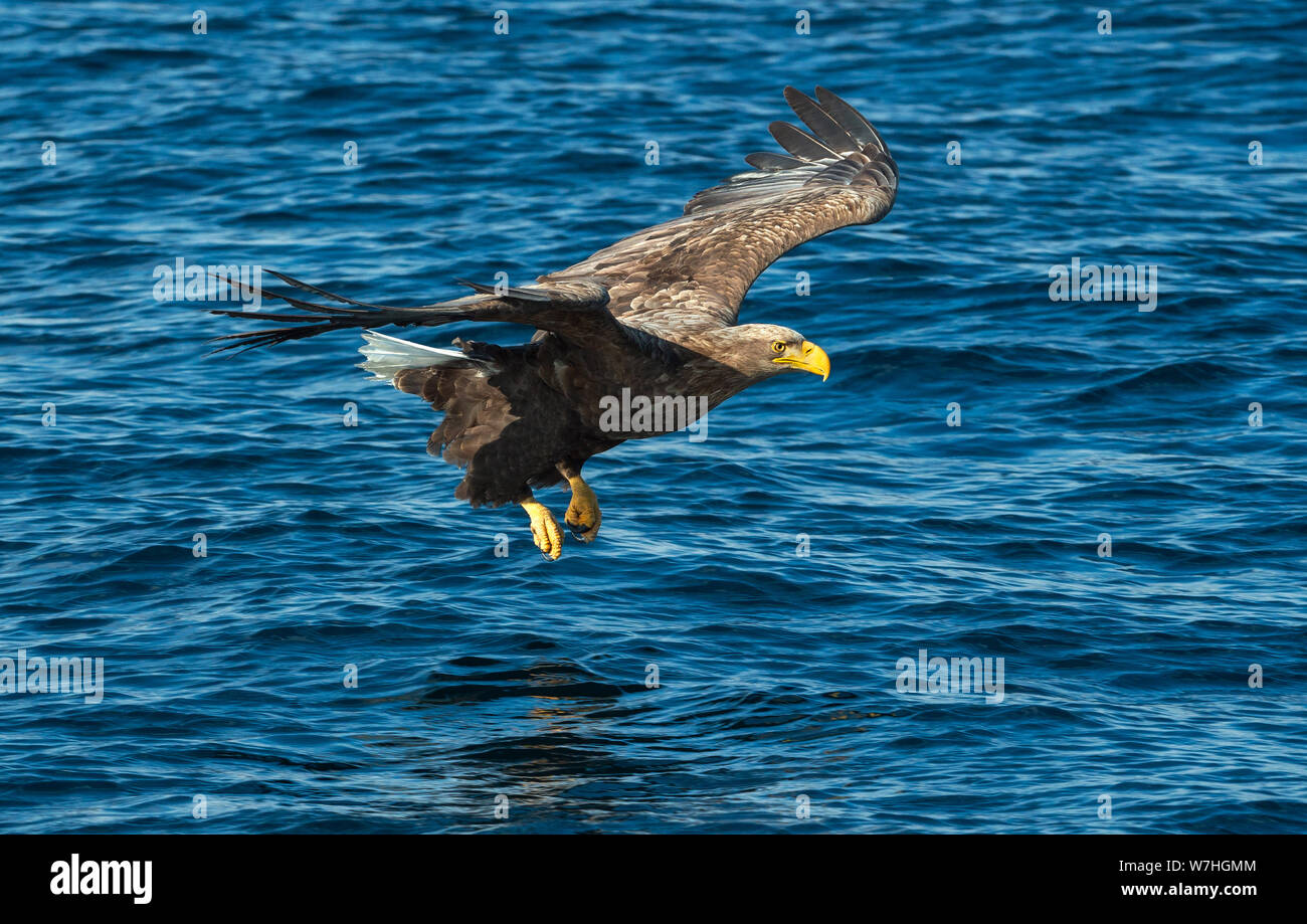 Adult White-tailed eagle fishing. Blue Ocean Background. Scientific name: Haliaeetus albicilla, also known as the ern, erne, gray eagle, Eurasian sea Stock Photo