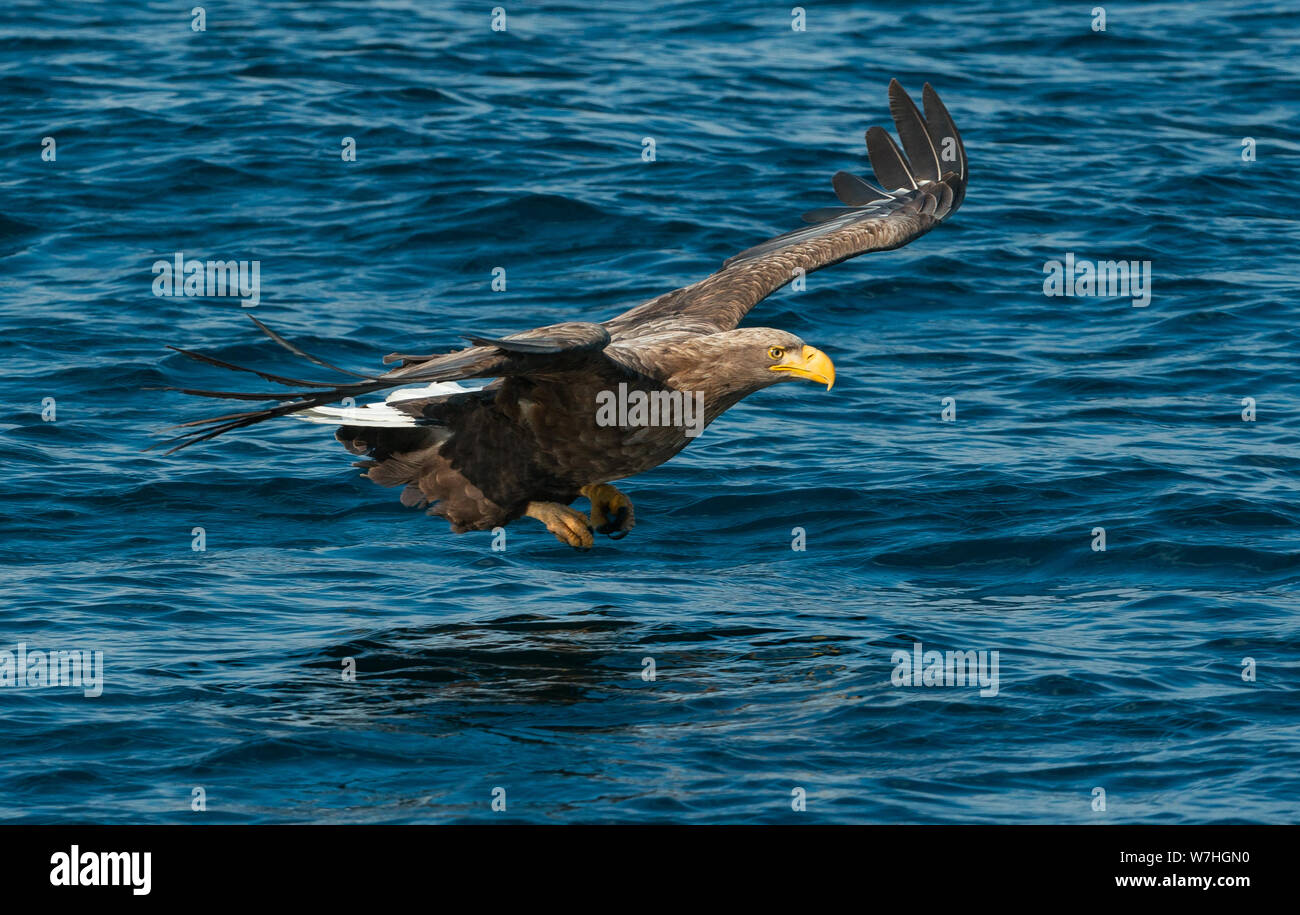 Adult White-tailed eagle fishing. Blue Ocean Background. Scientific name: Haliaeetus albicilla, also known as the ern, erne, gray eagle, Eurasian sea Stock Photo