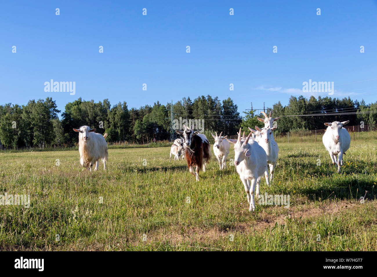 Goat family running in sustainable organic farm with green fields under blue sky Stock Photo