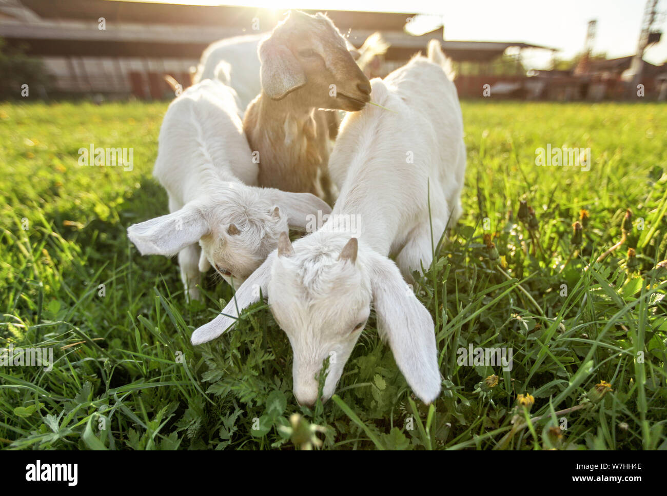 Three goat kids grazing on spring grass, strong sun backlight over farm in background, wide low angle photo Stock Photo