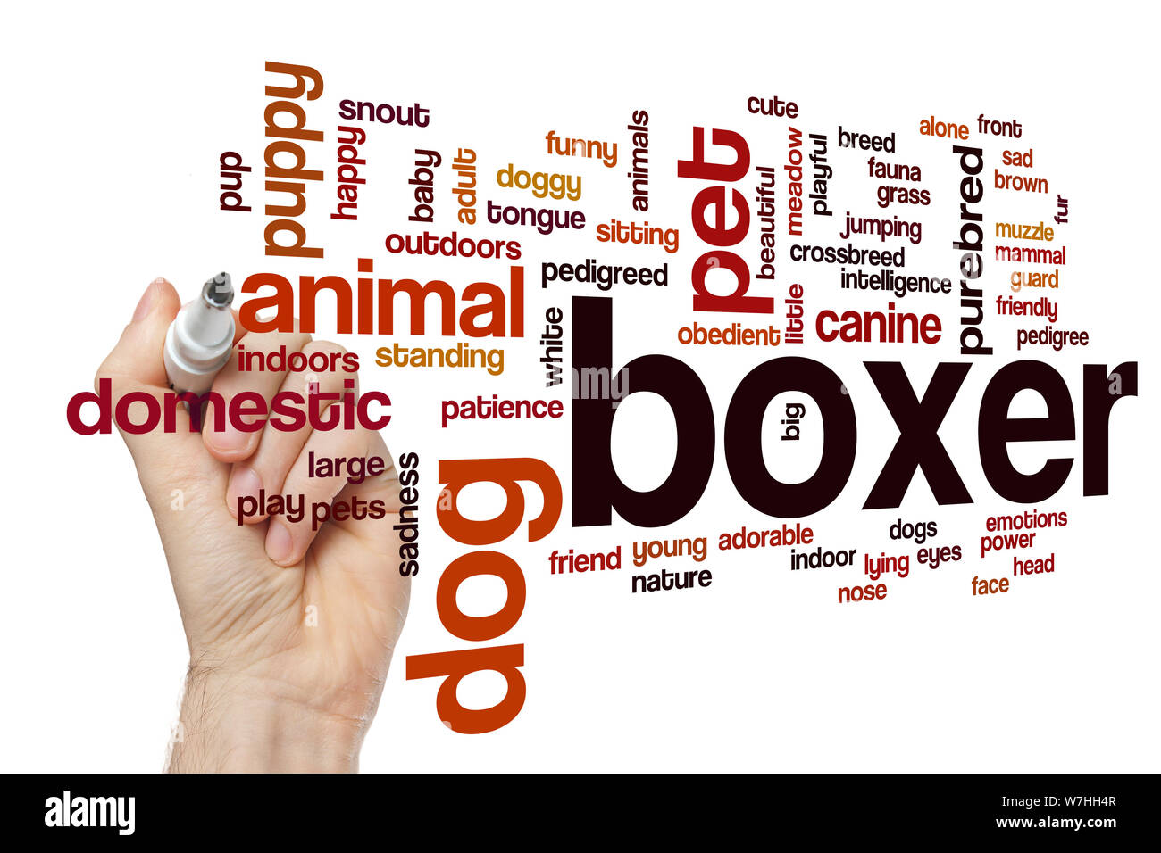 Boxer word cloud Stock Photo Alamy