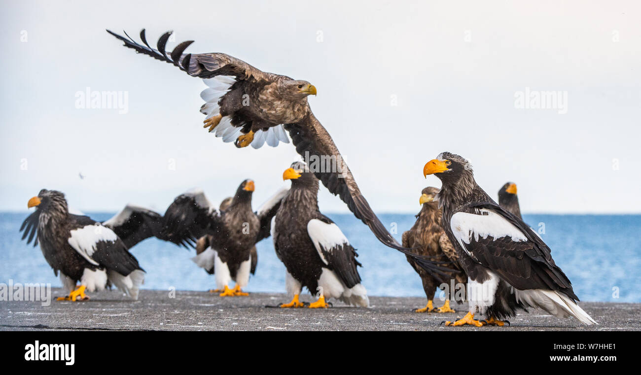 White tailed sea eagle and Steller's sea eagles.  Scientific name: Haliaeetus pelagicus,Haliaeetus albicilla.   Winter Season. Stock Photo