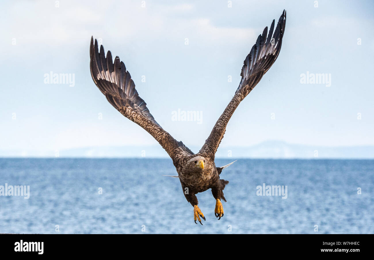 White-tailed sea eagle in flight, spreading wings. Front view.   Scientific name: Haliaeetus albicilla, also known as the ern, erne, gray eagle, Euras Stock Photo