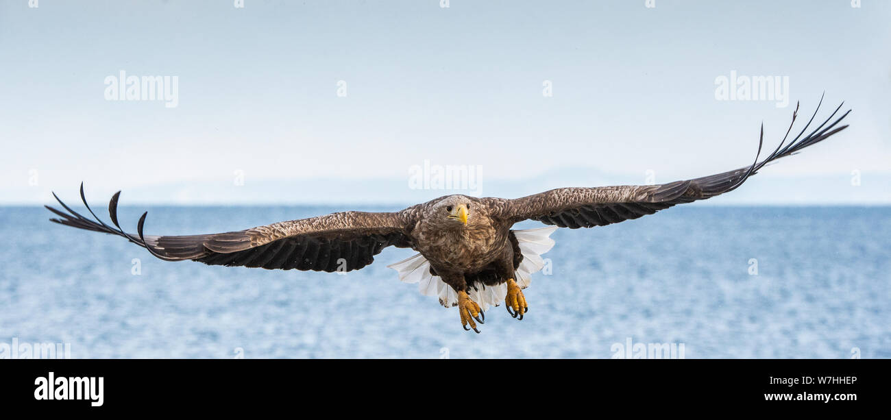 White-tailed sea eagle in flight, spreading wings. Front view.   Scientific name: Haliaeetus albicilla, also known as the ern, erne, gray eagle, Euras Stock Photo