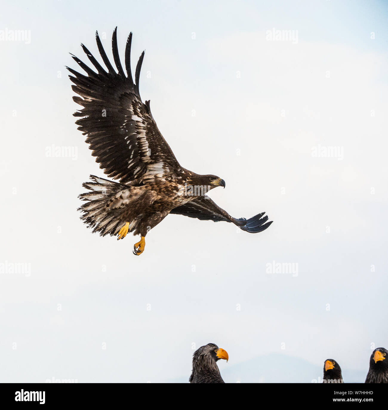 Juvenile White tailed sea eagle in flight.  Scientific name: Haliaeetus albicilla, also known as the ern, erne, gray eagle, white-tailed sea eagle. Stock Photo