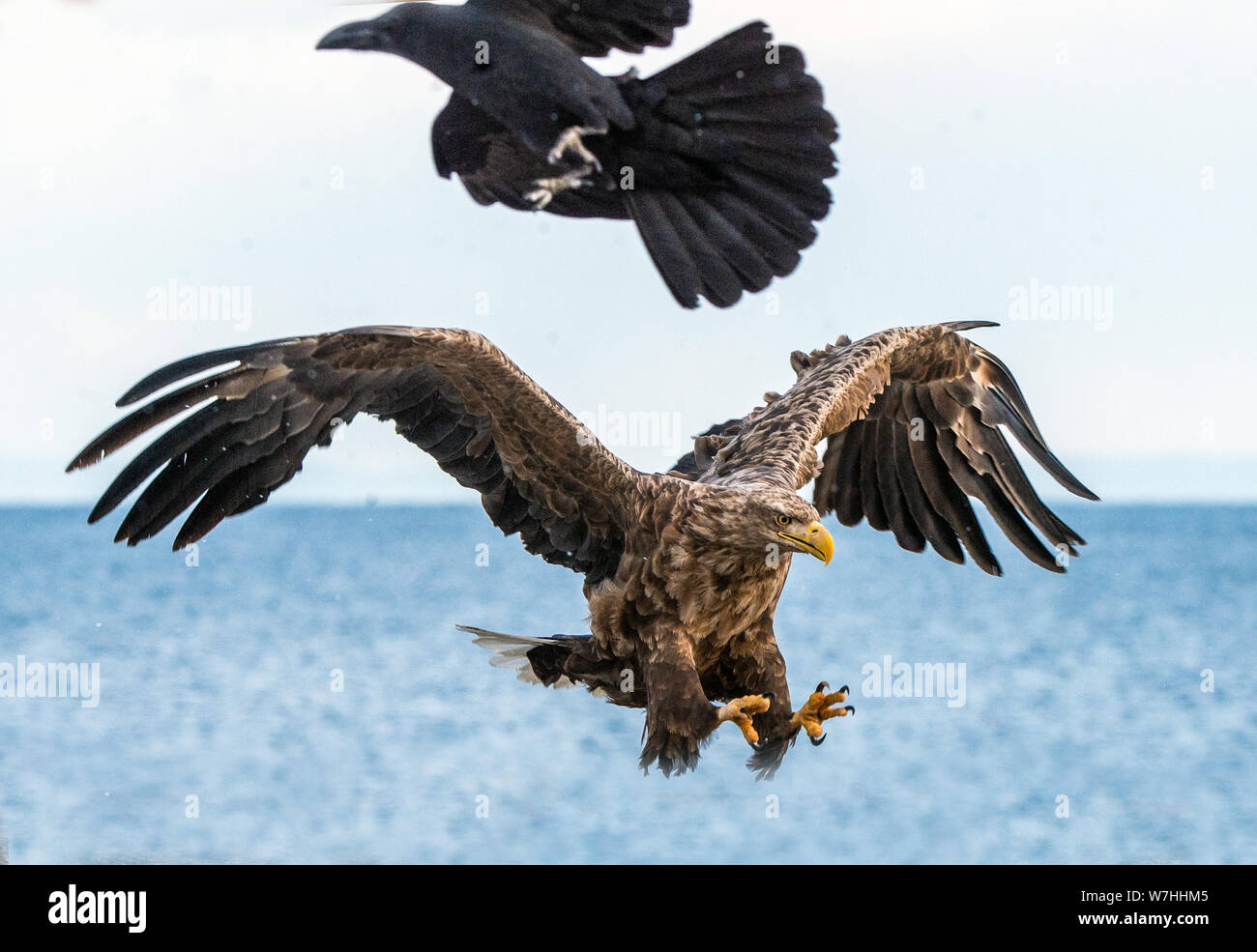 Eagle and raven. White-tailed sea eagle spreading wings.   Scientific name: Haliaeetus albicilla, also known as the ern, erne, gray eagle, Eurasian se Stock Photo