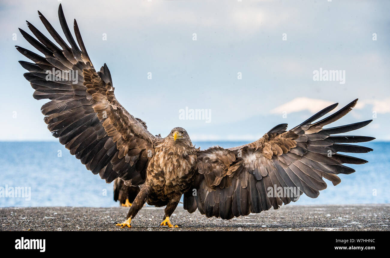 White tailed Sea Eagle Spreading Wings Scientific Name Haliaeetus 
