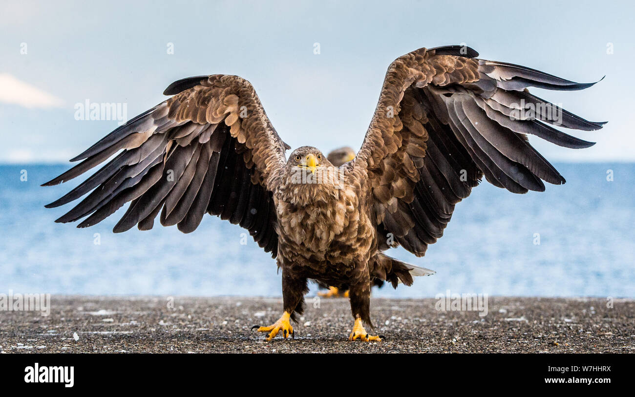 White-tailed sea eagle spreading wings.   Scientific name: Haliaeetus albicilla, also known as the ern, erne, gray eagle, Eurasian sea eagle and white Stock Photo