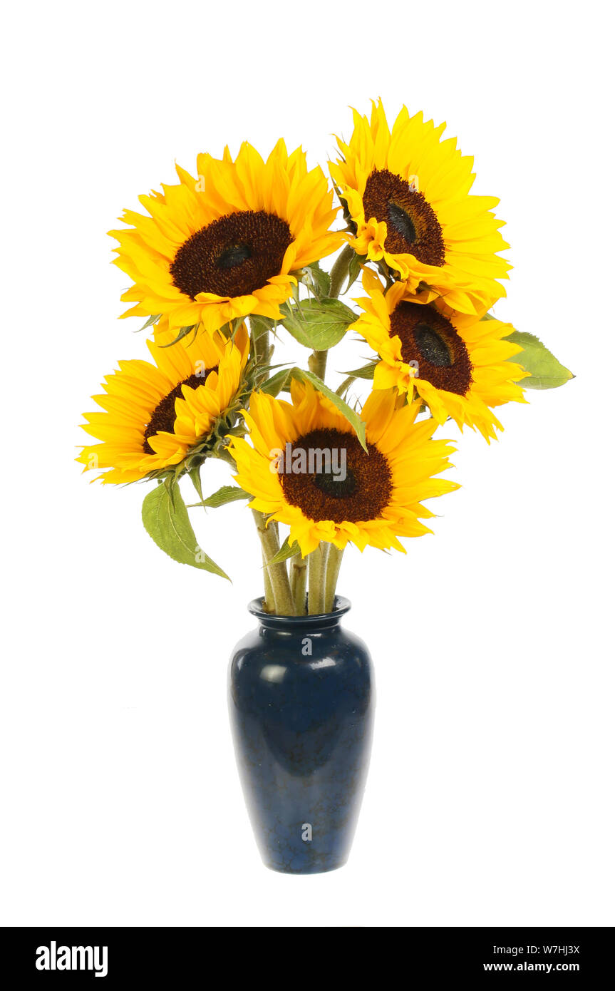 Arrangement of sunflowers in a vase isolated against white Stock Photo ...