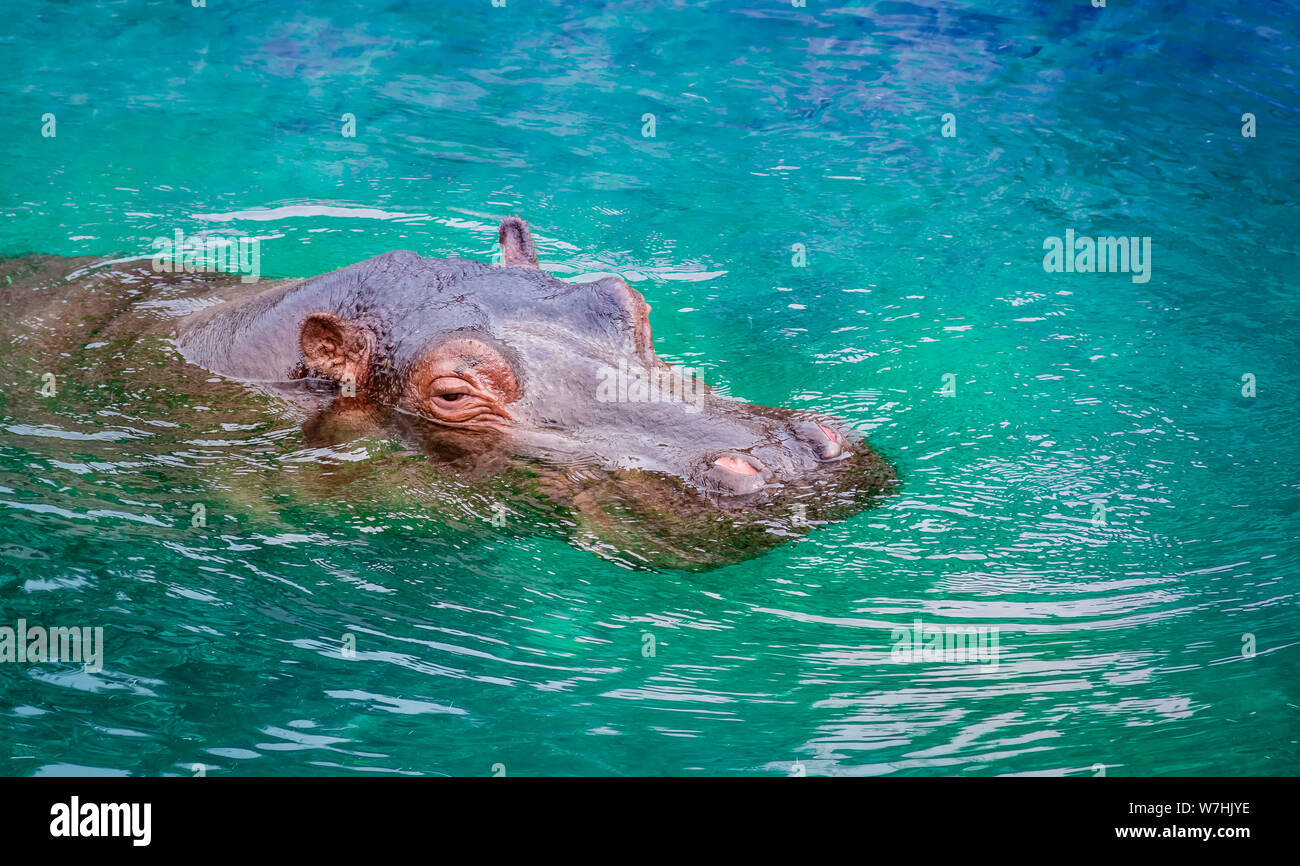 Hippo or Hippopotamus in the water. Stock Photo