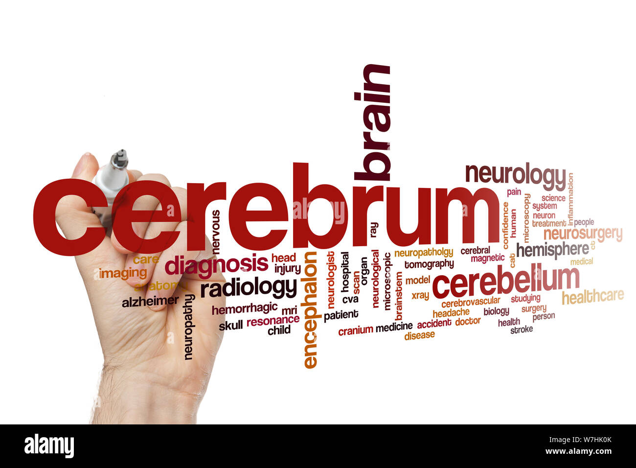 Cerebrum word cloud concept Stock Photo