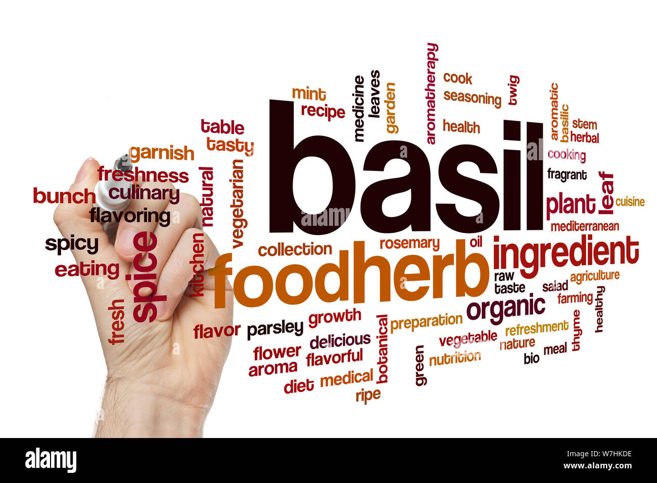 Basil word cloud concept Stock Photo Alamy
