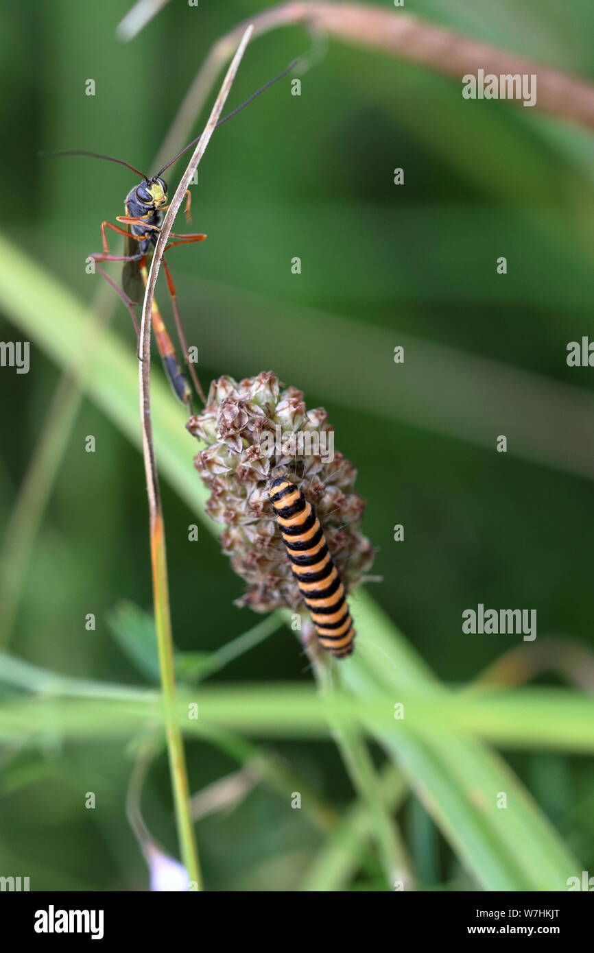 Parasitic Ichneumon wasp and a cinnabar moth (Tyria jacobaeae ...