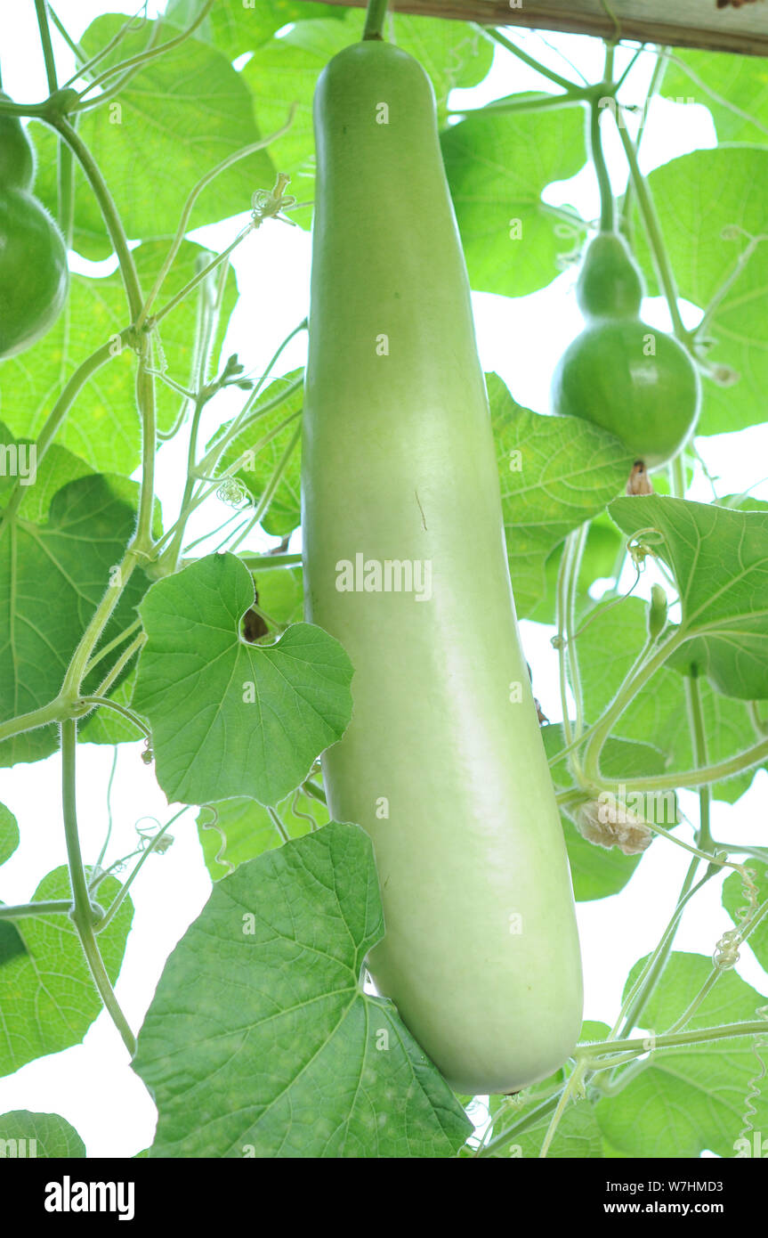 Lagenaria vulgaris (opo squash) on tree in garden Stock Photo Alamy