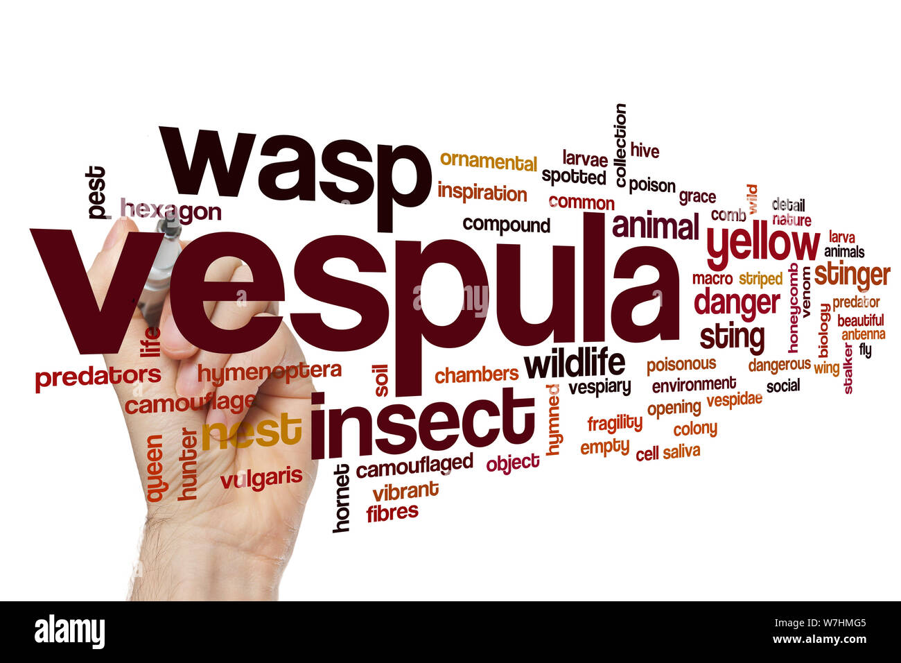 Vespula word cloud concept Stock Photo