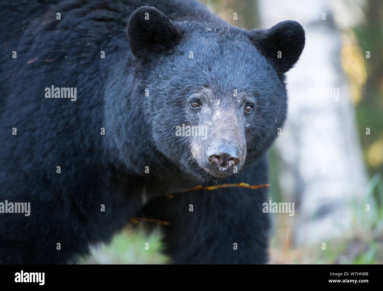 Black bear in the wild Stock Photo - Alamy