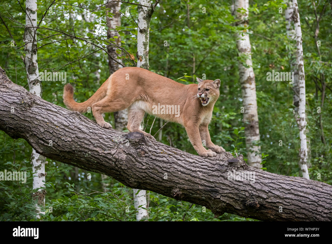 Snarling Mountain Lion climbing Down a Leaning Tree Stock Photo
