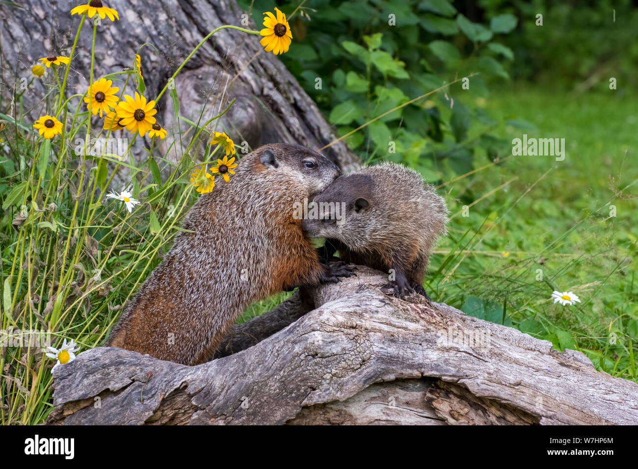 Woodchuck Mother greeting her Youngster during a Morning Exploration Stock Photo