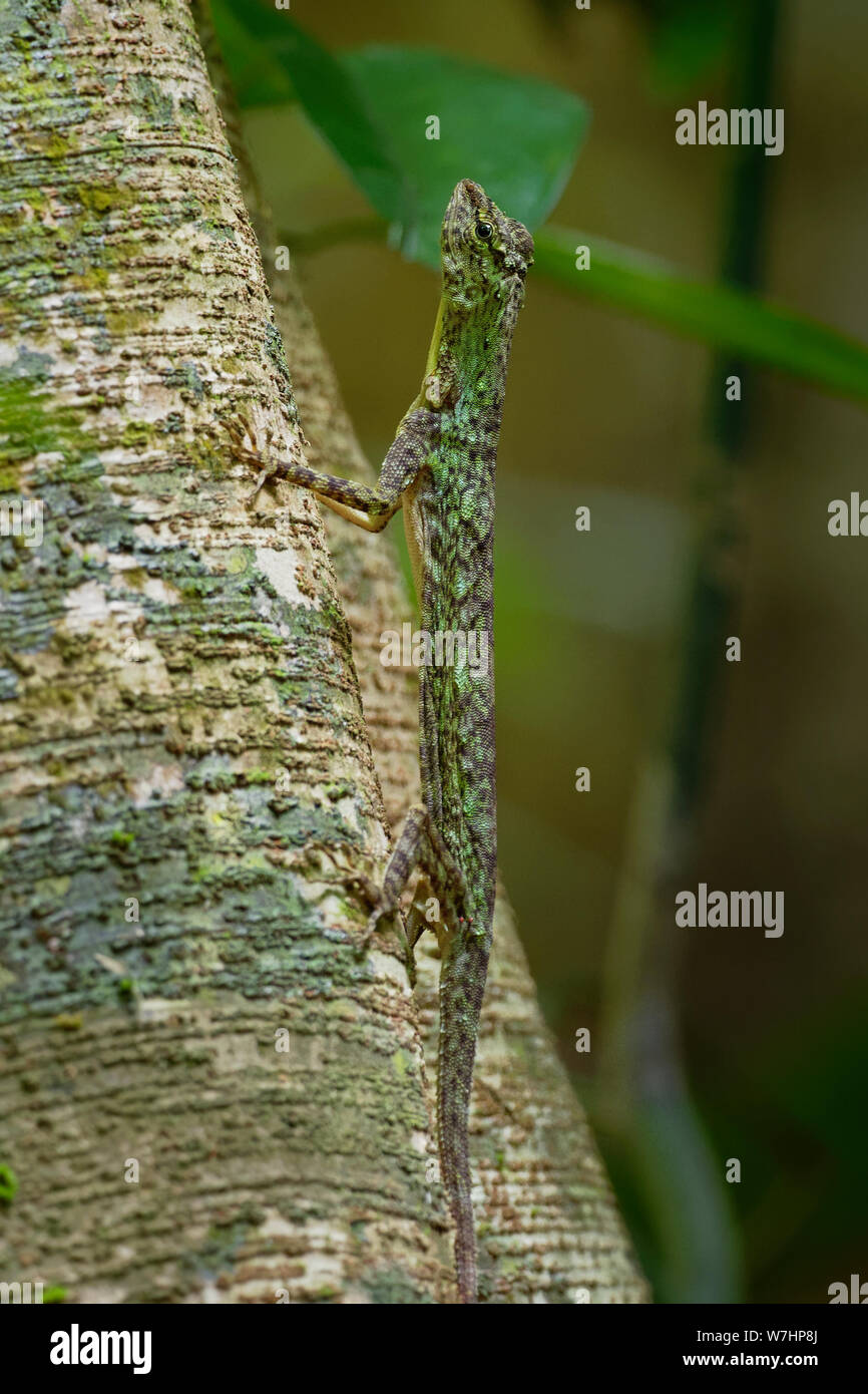 Barred gliding lizard - Draco taeniopterus - Draco is a genus of agamid lizards that are also known as flying lizards, flying dragons or gliding lizar Stock Photo