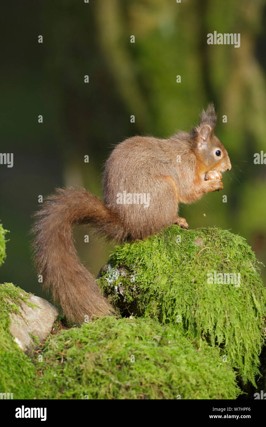 Red Squirrel (Sciurus vulgaris) on mossy boulder, Widdale, Yorkshire Dales, England, January Stock Photo